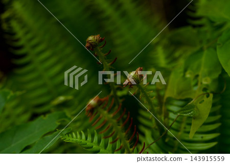 初夏的森林——樹蔭下的綠色—— 初夏的森林——樹蔭下的綠色—— 143915559