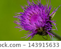 The vibrant thistle flowers of early summer 143915633