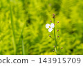 White flowers of midsummer - Aginashi - 143915709
