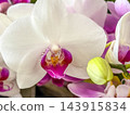Close-up of a Phalaenopsis orchid 143915834