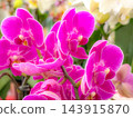 Colorful Phalaenopsis orchid flowers 143915870