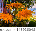 Double-flowered sunflowers displayed by the window 143916048