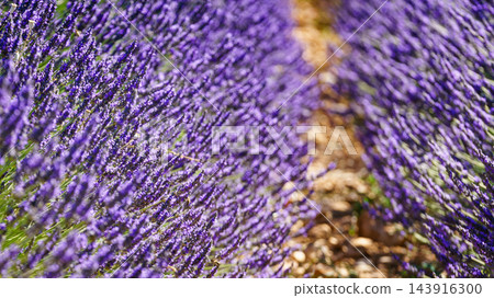 Lavender field in bloom in Provence France Lavender field in bloom in Provence France 143916300