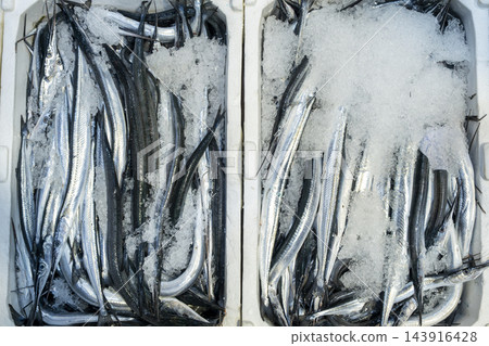Fresh Garfish Arranged on Ice in a Foam Box. 143916428