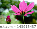 Cosmos 143916437