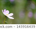 Cosmos 143916439
