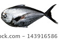 Realistic illustration of a striped bonito fish on a white background. 143916586