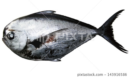 白色背景上的條紋鰹魚寫實插圖。 白色背景上的條紋鰹魚寫實插圖。 143916586