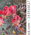 Freezing Roses 143916617