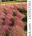瀧野鈴蘭山坡公園的 Kochia 143917301