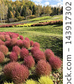 瀧野鈴蘭山坡公園的 Kochia 143917302