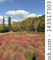 瀧野鈴蘭山坡公園的 Kochia 143917303