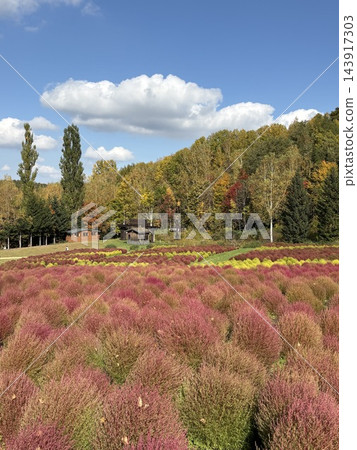 瀧野鈴蘭山坡公園的 Kochia 143917303