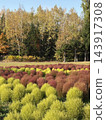 瀧野鈴蘭山坡公園的 Kochia 143917308
