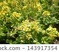 Rape blossoms and bees 143917354