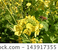 Rape blossoms and bees 143917355