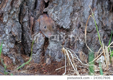 A Hokkaido vole pokes its head out from its forest hideout. 143917606