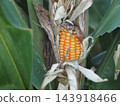 Corn fruit 143918466