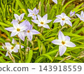 Early spring's pale purple flowers - *Hana-ni* (flowering chives) 143918559