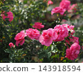 Pink rose 143918594