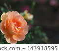 Beautiful roses 143918595