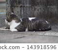 A sunny cat 143918596