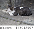 A cat staring at you 143918597