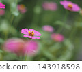 Pink flowers blooming in autumn flower bed 143918598