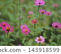 Pink flowers blooming in autumn flower bed 143918599