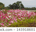  Cosmos field 143918601