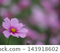 Close up of pink cosmos flowers 143918602