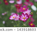 Blooming pink cosmos flowers 143918603