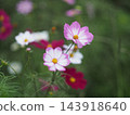 Autumn flower cosmos pink cosmos is blooming 143918640