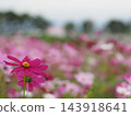  Cosmos field 143918641