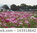 Cosmos swaying in the wind 143918642