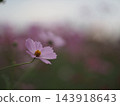 White cosmos 143918643