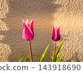 Two tulips bathed in the spring evening light 143918690