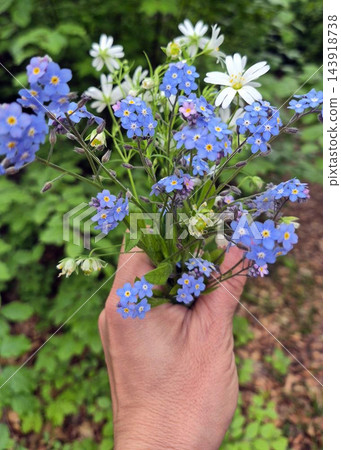 Summer bouquet of white and blue wildflowers held by a female hand in Poland 143918738