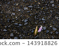 Grasshoppers walking on wet ground and fallen flower petals | Nature after the rain 143918826
