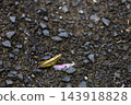 Grasshoppers walking on wet ground and fallen flower petals | Nature after the rain 143918828