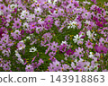 Pink and white cosmos field 143918863