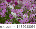 White cosmos and pink flowers 143918864