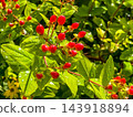 Red fruits of summer 143918894