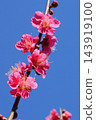 Red plum blossoms, close-up, red color, blue sky background. 143919100