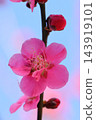 Red plum blossoms, close-up, red color, blue sky background. 143919101