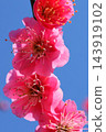Red plum blossoms, close-up, red color, blue sky background. 143919102