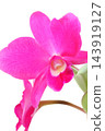 Cattleya, a vibrant pink flower, against a bright background, a Western orchid. 143919127