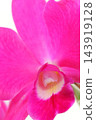 Cattleya, a vibrant pink flower, against a bright background, a Western orchid. 143919128