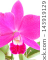 Cattleya, a vibrant pink flower, against a bright background, a Western orchid. 143919129
