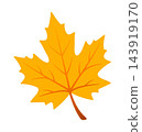 yellow fall maple leaf without background 143919170